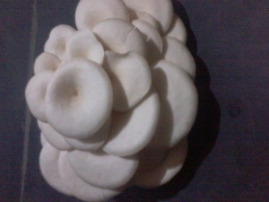 Oyster Mushroom